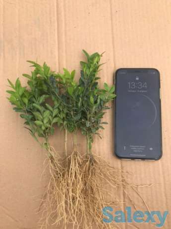 Шамшод кочати сотилади 1 йиллик, фотография 2