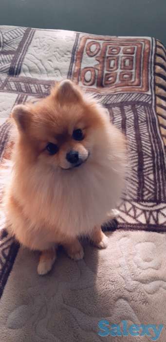 Приглашаем  дам  на  сведени,  порода Померанский Шпиц, в хороший производитель, фотография 3