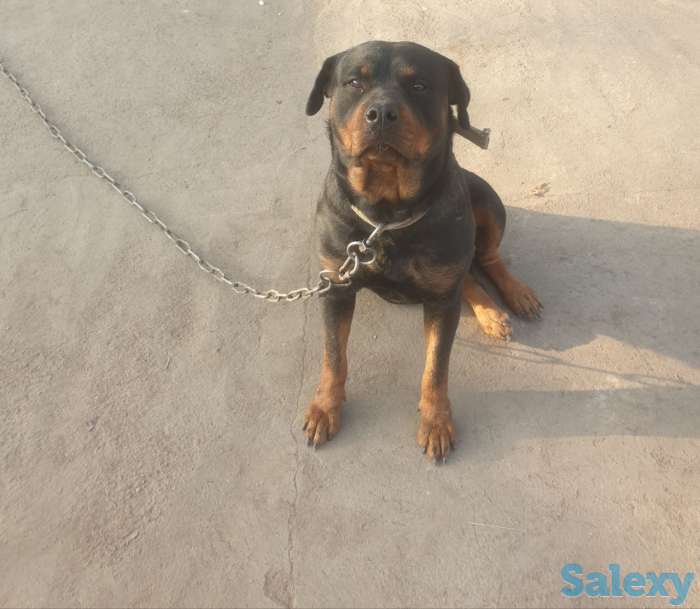 Ротфейлер, фотография 3