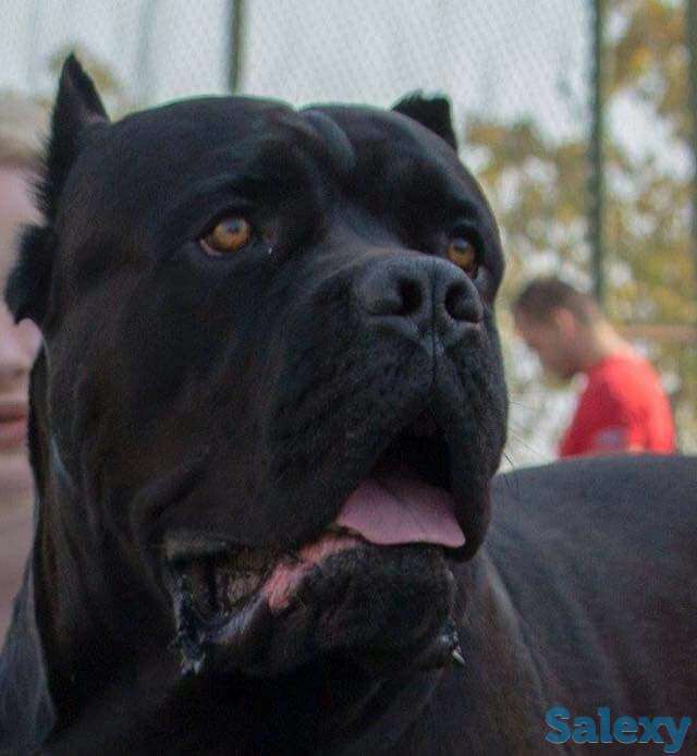 Кане Корсо, фотография 1