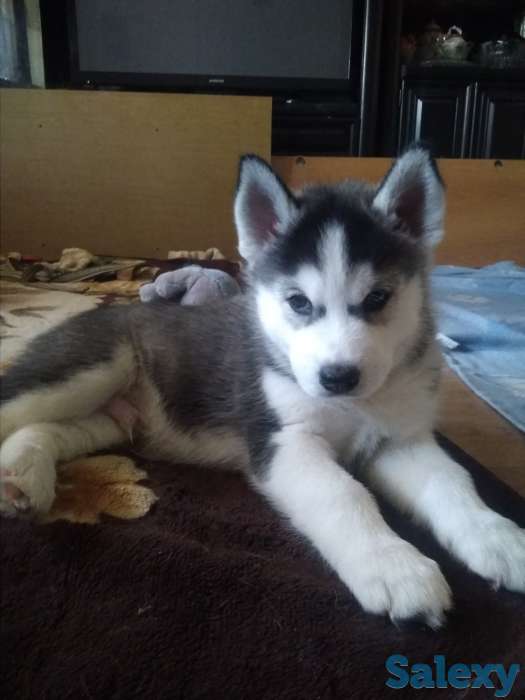 Щенки Сибирской Хаски, фотография 1