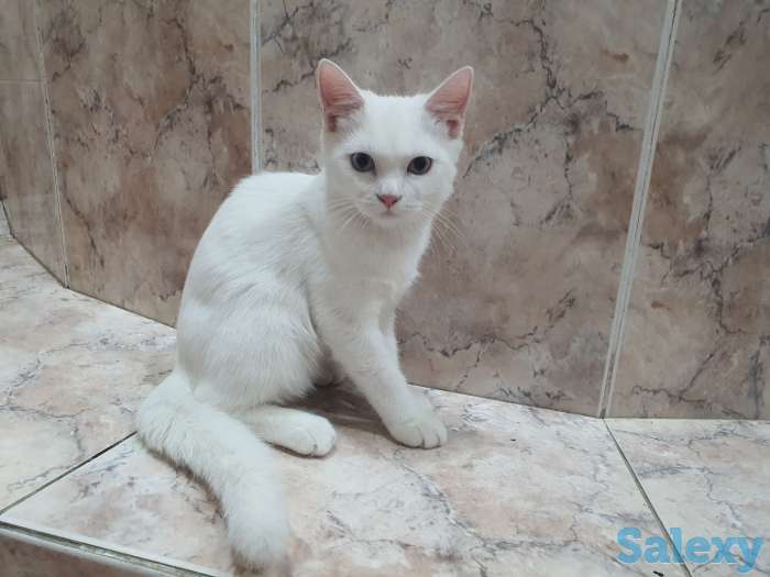 Кошек, фотография 2