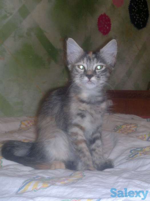 Отдам котят в хорошие руки, фотография 3