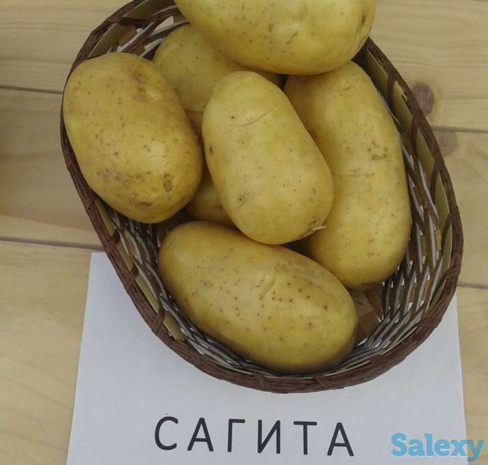 Продаю! Ташкент ! Семенной картофель Sagitta, фотография 1