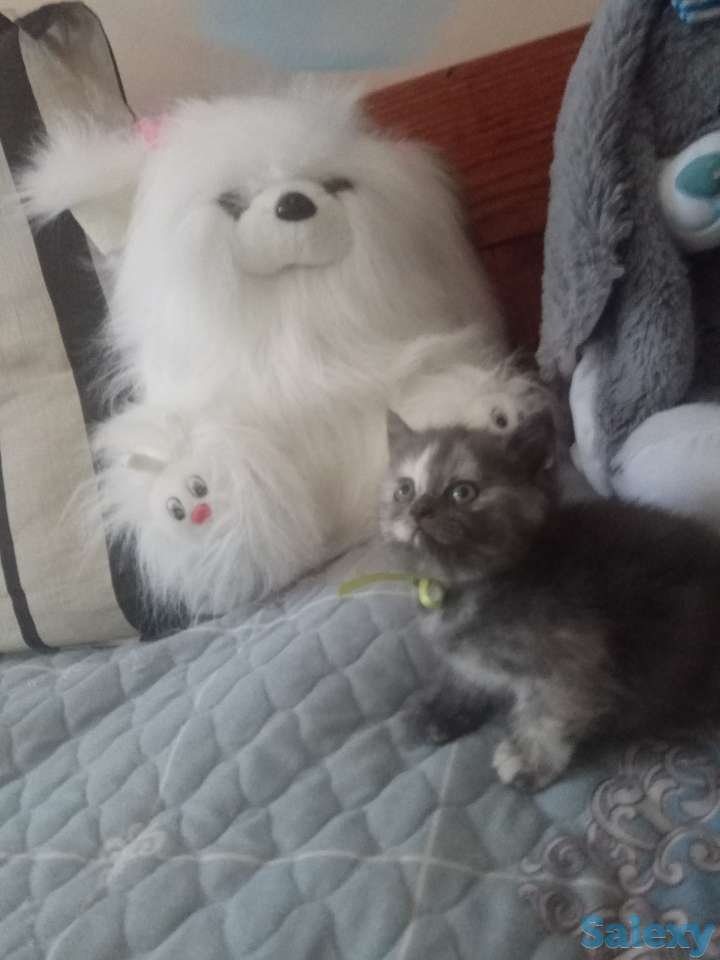 Породистые шотландские котята, фотография 6