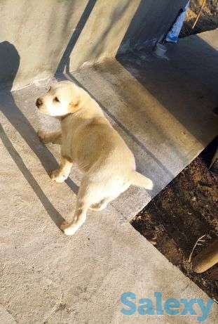 САО чистокровный, фотография 1