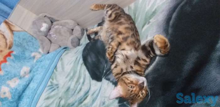 Бингальский кот, родословный, с документами и прививками, фотография 2