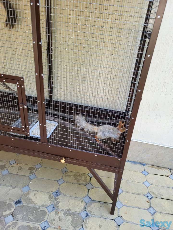 Белочки красивые, парочка, фотография 3