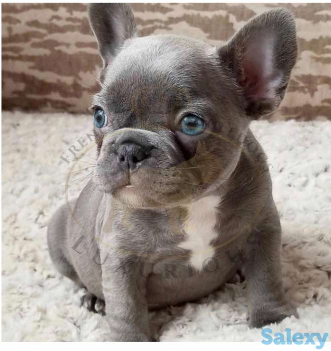 Бульдог французский, фотография 1