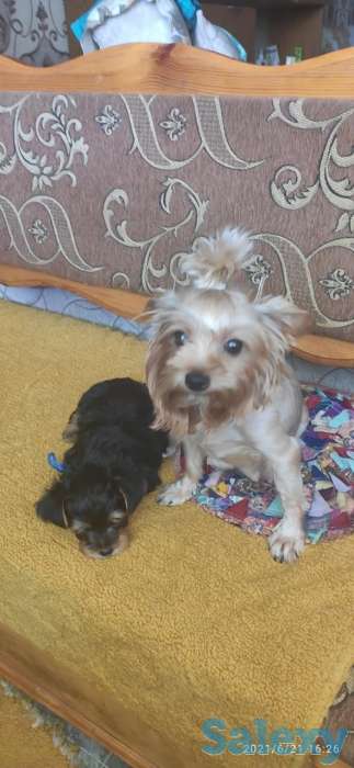 Продам щенка  Йоркширский терьер, фотография 1