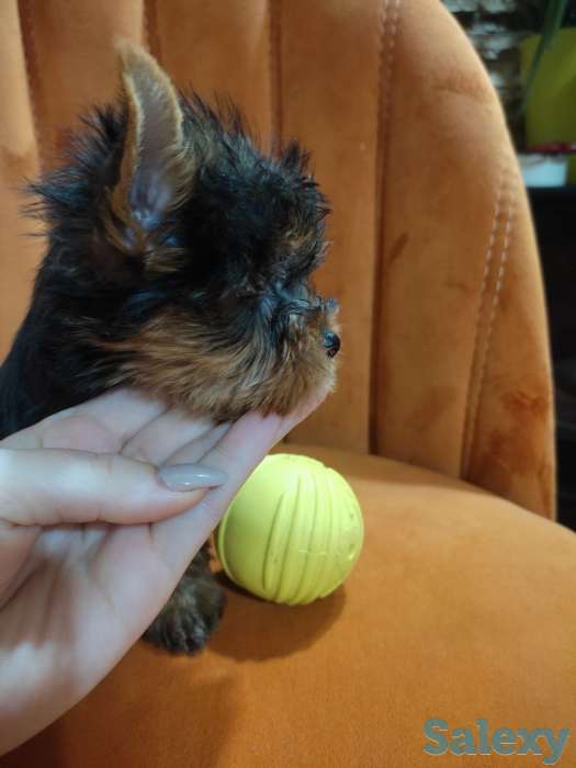 Продаются клубные щенки йоркширского терьера миники., фотография 3