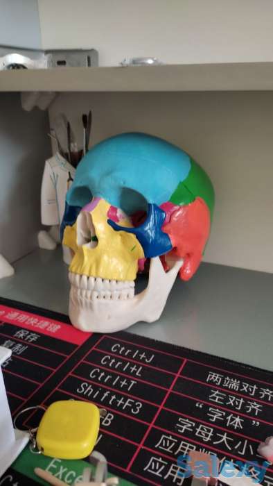 Модель черепа. Bosh suyagi modeli. Обращаться в тг @muradovic_jm, фотография 1