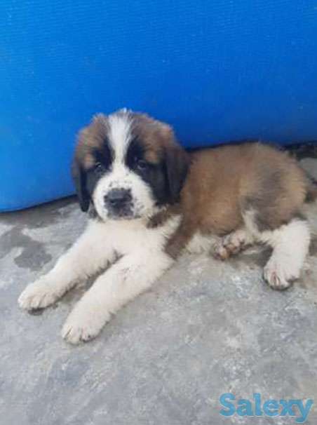 Сенбернар, фотография 1