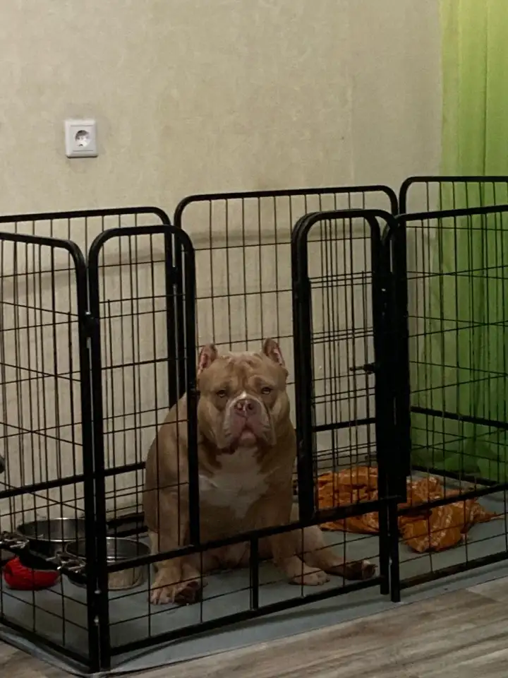 Вязка Американского булли, фотография 3