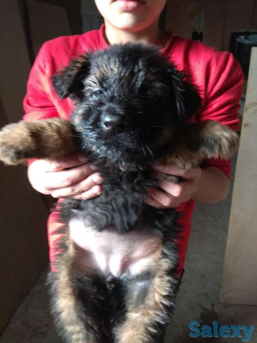 Продаю щенков немецкой овчарки, фотография 3