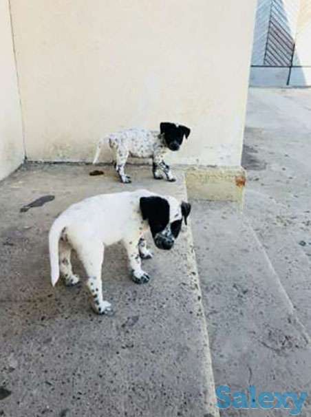 Далматин, фотография 1