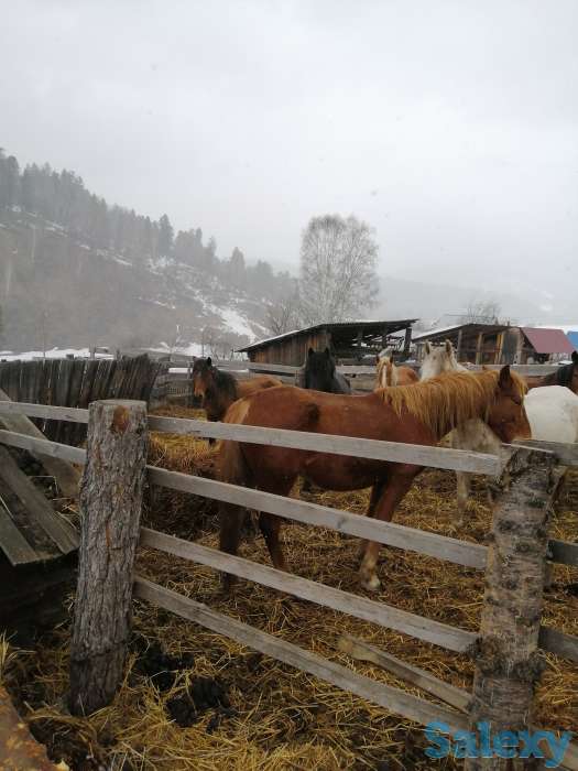Лошади, кобылки, жеребчики ново-алтайские, фотография 3