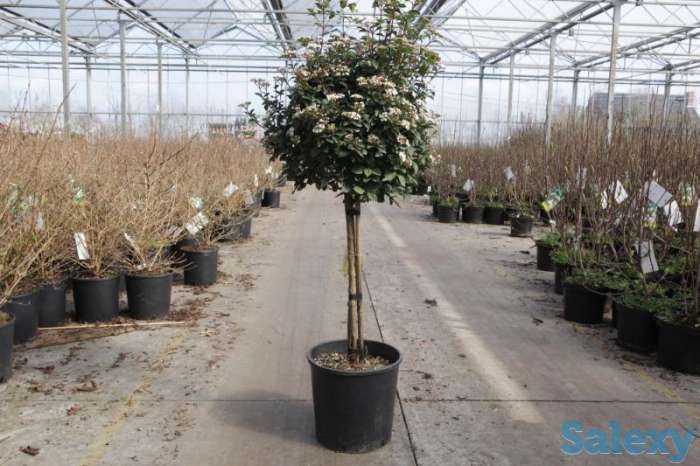 Калина лавролистная от Bahor Gullari!, фотография 3