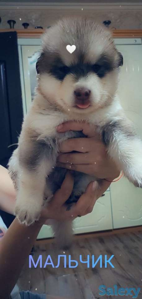 Продаются щенки Аляскинского маламута, фотография 4