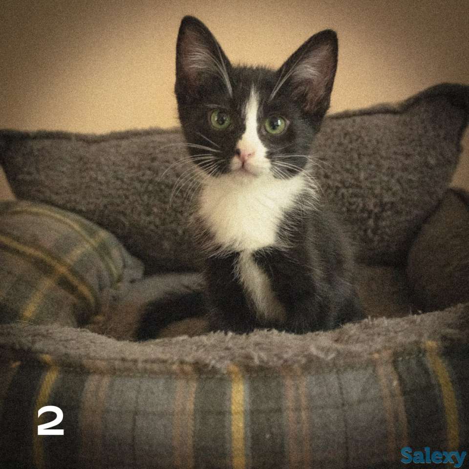 Котятки ищут дом!!, фотография 4