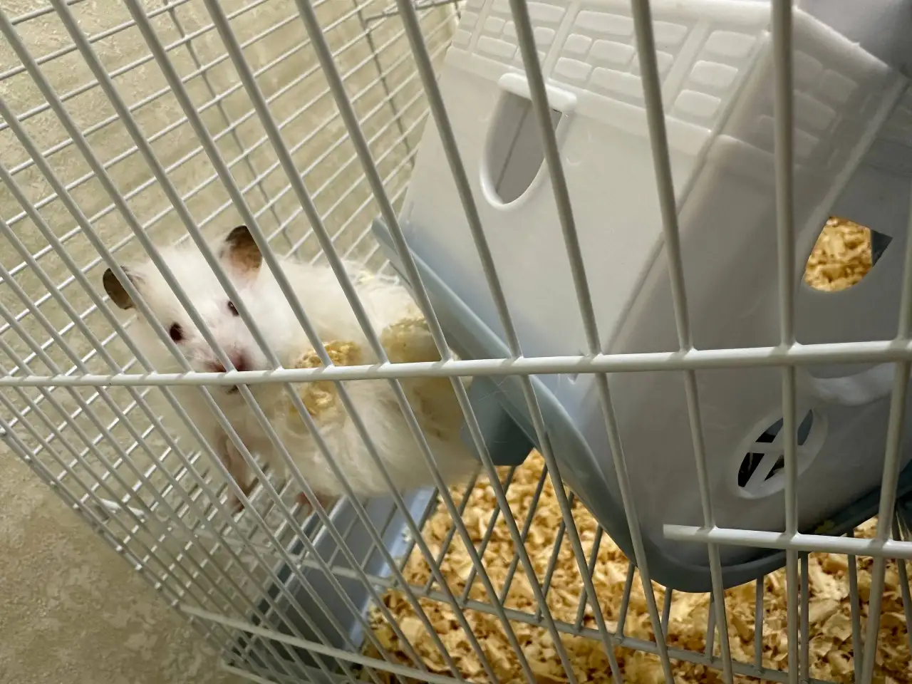 Продается хомяк, фотография 5