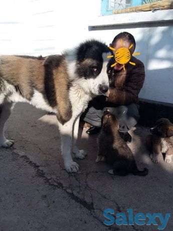 Щенки кавказской овчарки срочно! Кавказская овчарка срочно!, фотография 1