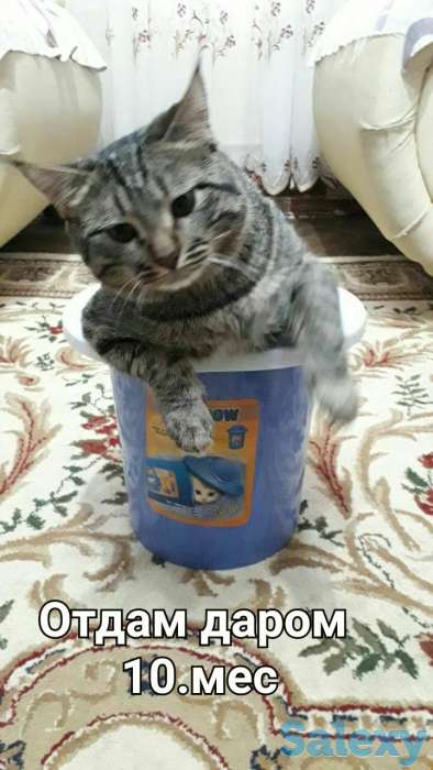 Отдам даром кошку, фотография 1