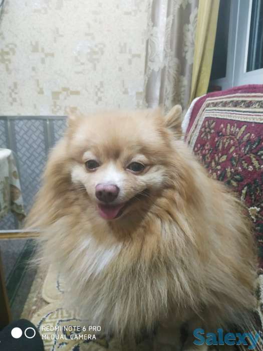 Шпиц для вязки 4 года привозной Томский питомник клейменый имеется чип, фотография 1