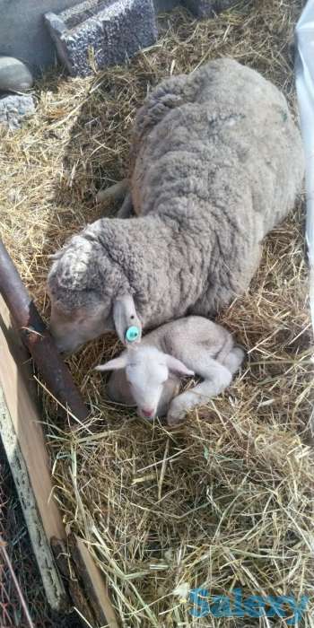 Мериносовые овцы, фотография 2