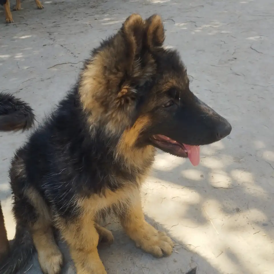 Щенки немецкой овчарки, фотография 1