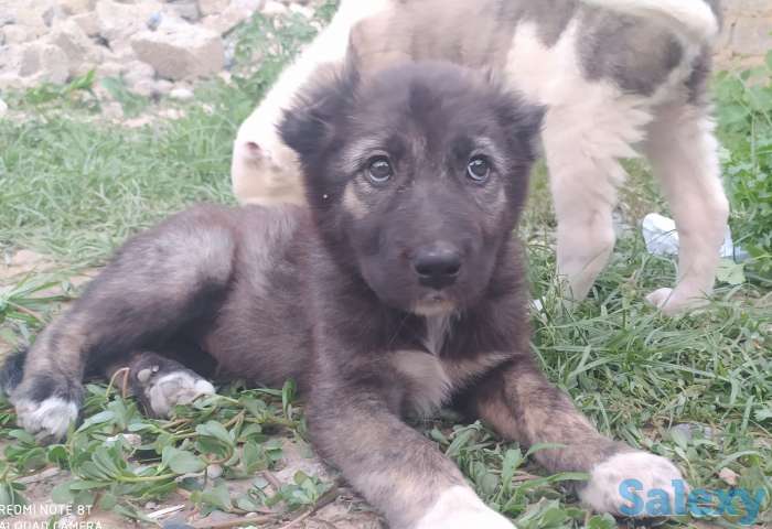 Кавказцы, фотография 3