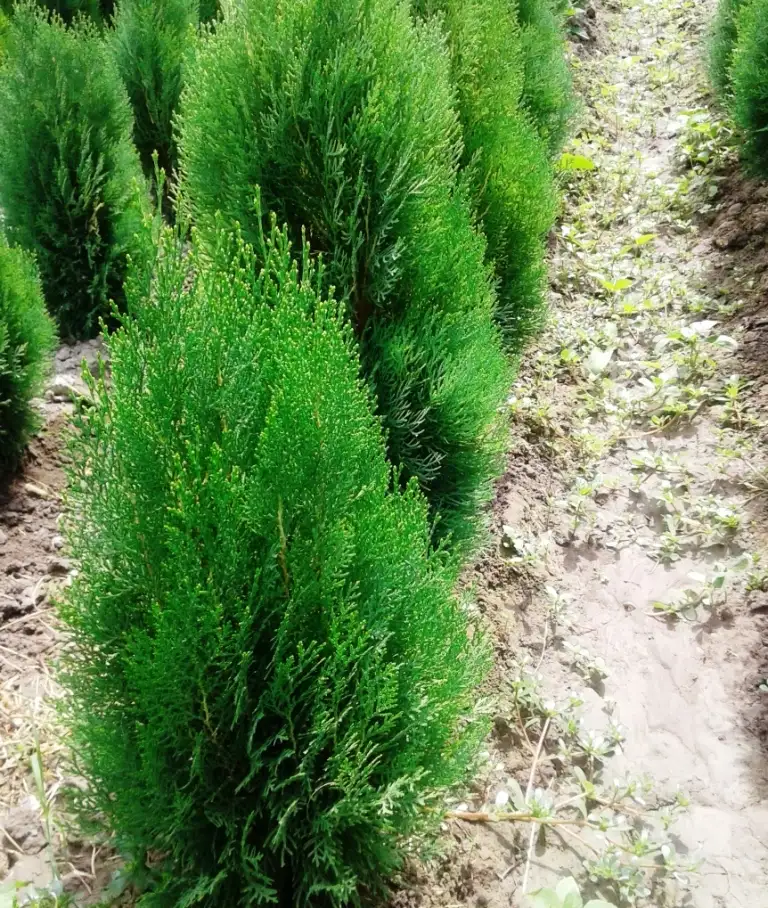 Манзарали дарахт кчатлари, фотография 1