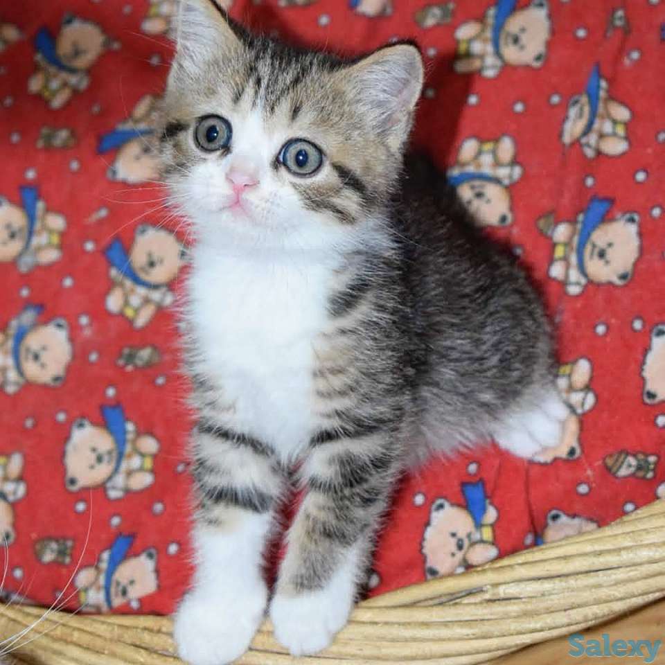 Шотландские котята мальчики, фотография 3