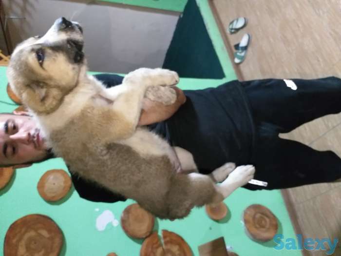 Среднеазиатское овчарка Алабай, фотография 5