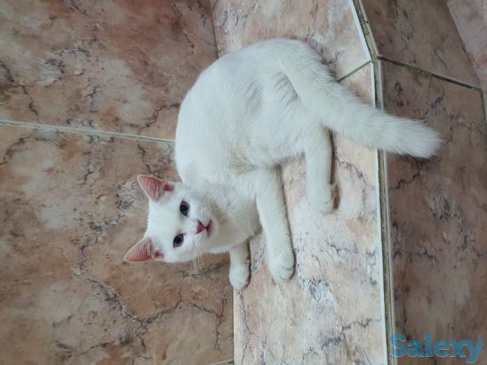 Кошек, фотография 1