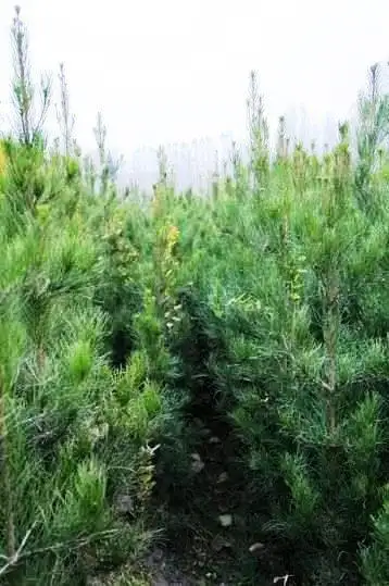 Манзарали дарахт кчатлари, фотография 2