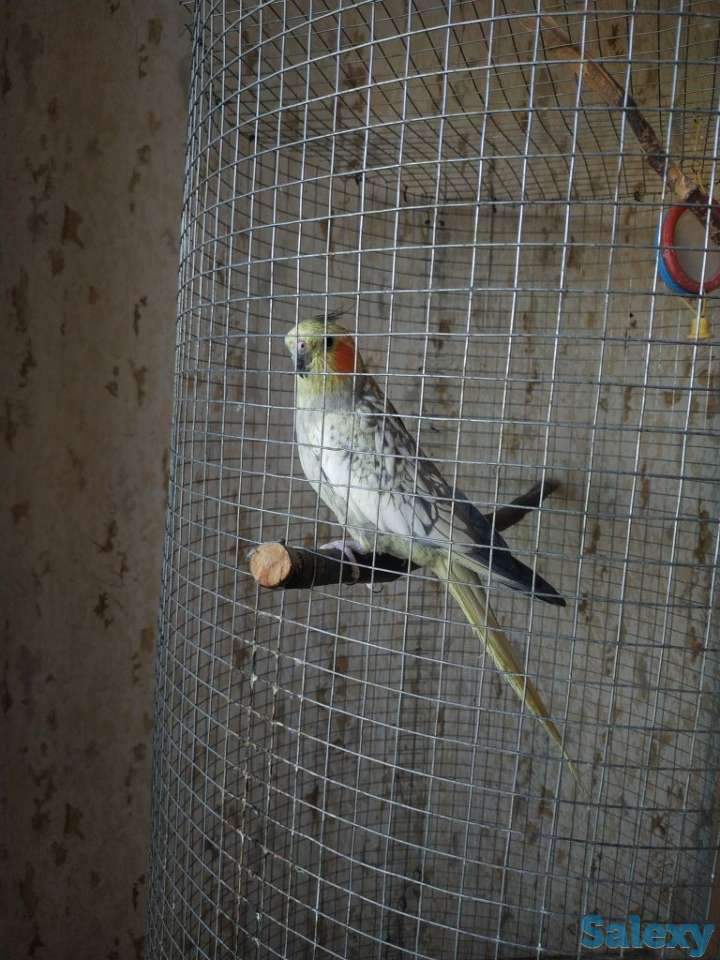 Продаётся попугай породы Корелла., фотография 4