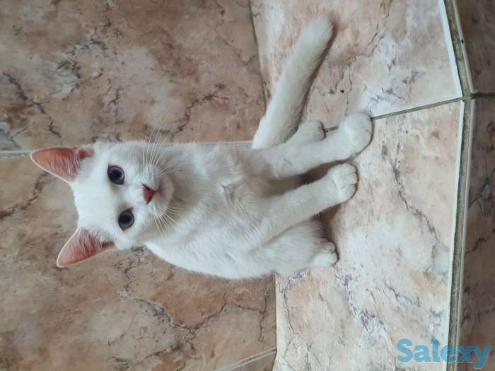 Кошек, фотография 3