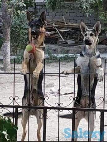 Восточные овчарки ' Империя Боевир' и 'SITTI BULLEVEO ', фотография 1