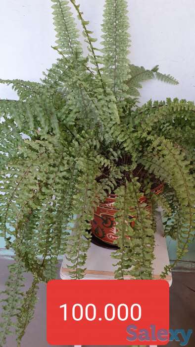 Комнатные растения, фотография 4