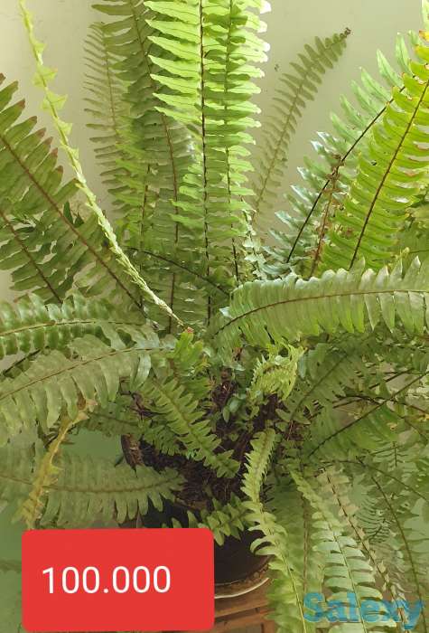 Комнатные растения, фотография 6