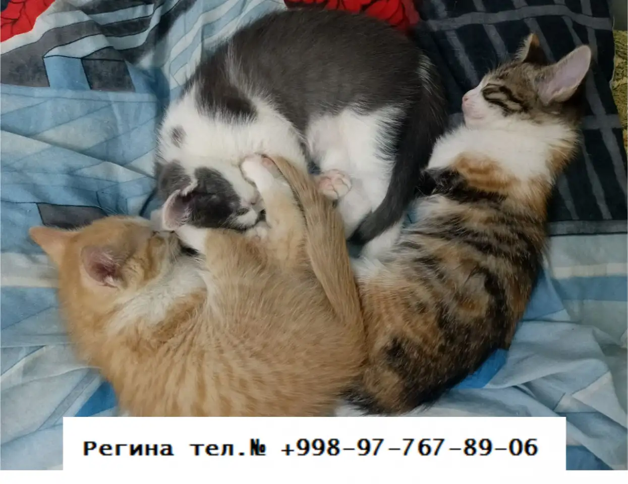 Котятки озорные и веселые, фотография 1