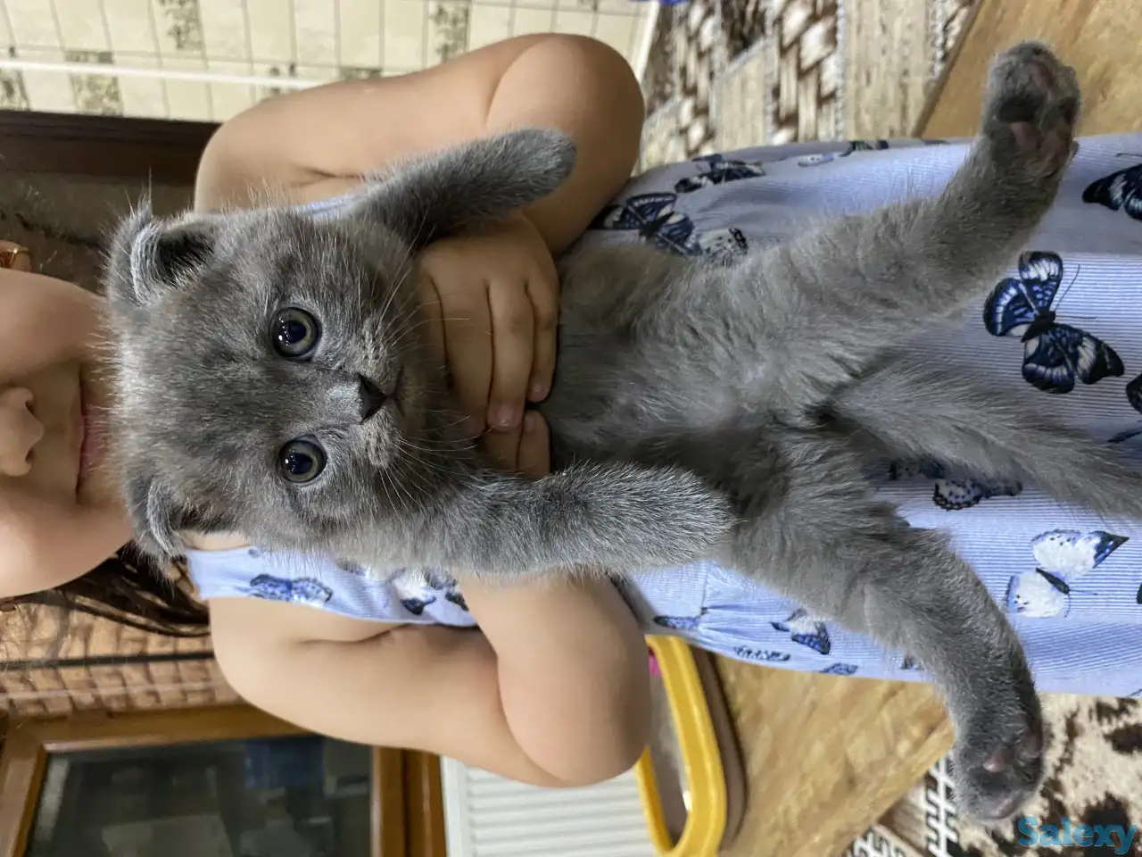 Продаётся Скоттиш-фолд котёнок, фотография 3