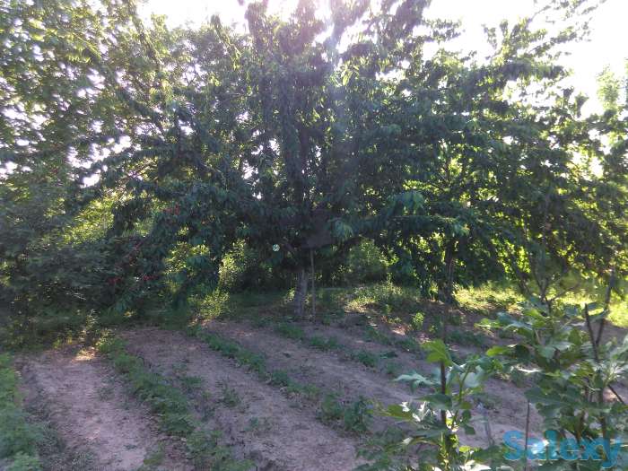 Продам Дачу, Ташкентская область, фотография 9