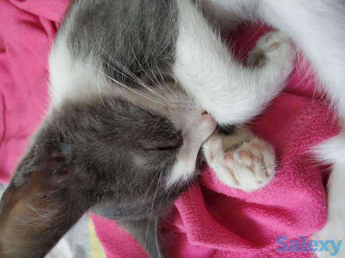 Срочно!!! Отдадим котенка только в хорошие ручки!!!, фотография 5