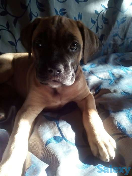 Продается щенок бульмастиф девочка два месяца, фотография 3