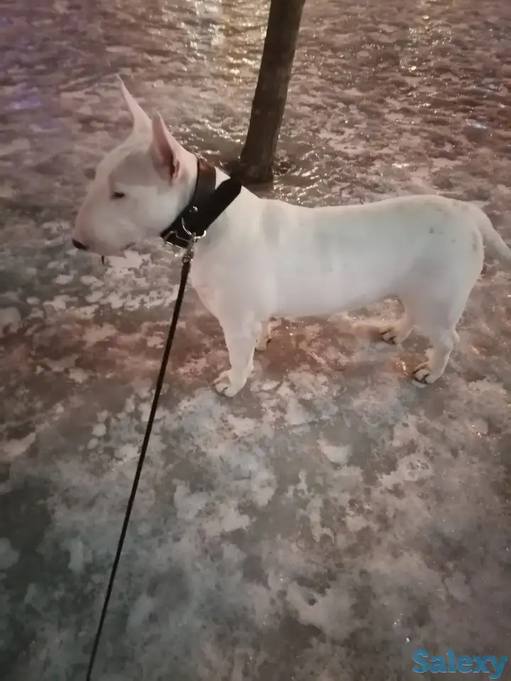 Бультерьер, фотография 3