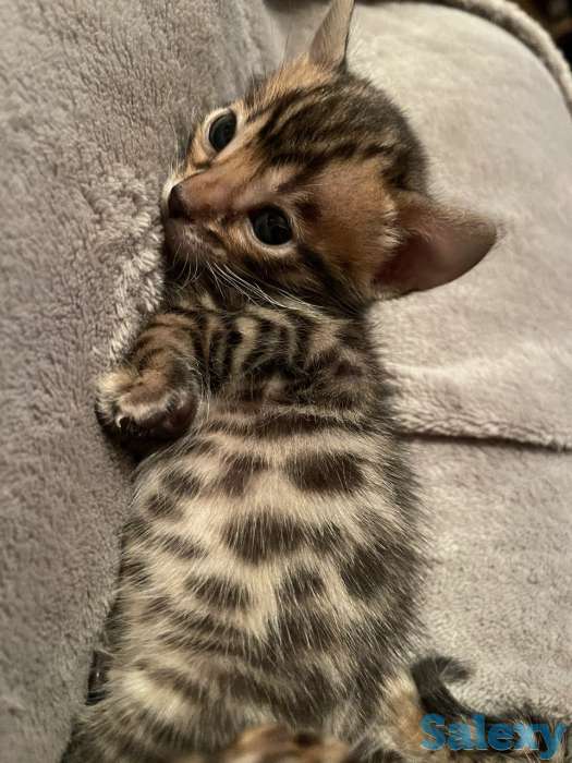Чистокровные бенгальские котята, фотография 4