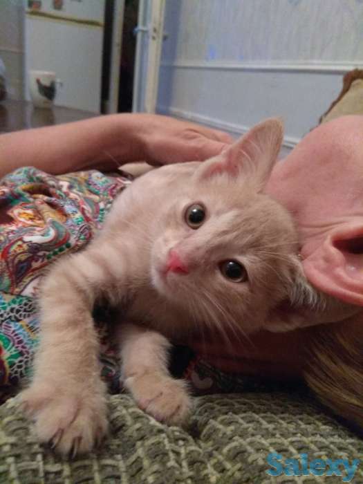 Отдам хорошеньких котят в добрые руки, фотография 3