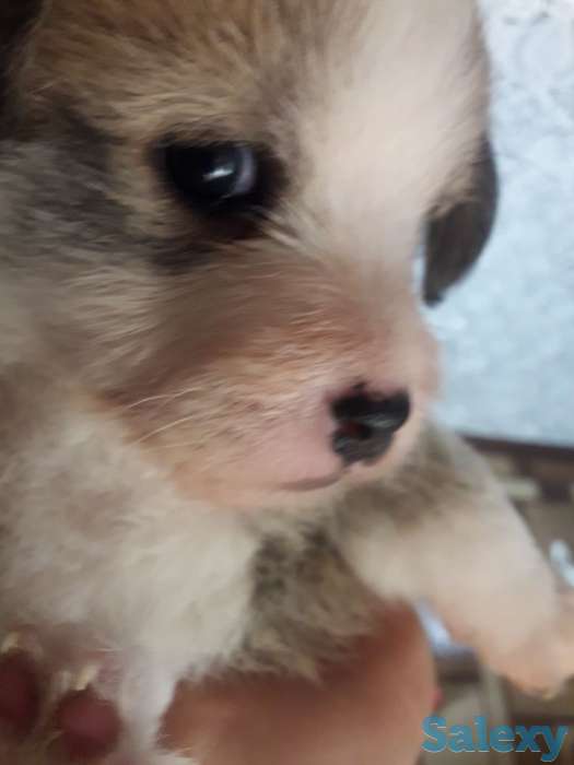 Отдам щенков в хорошие руки!, фотография 8